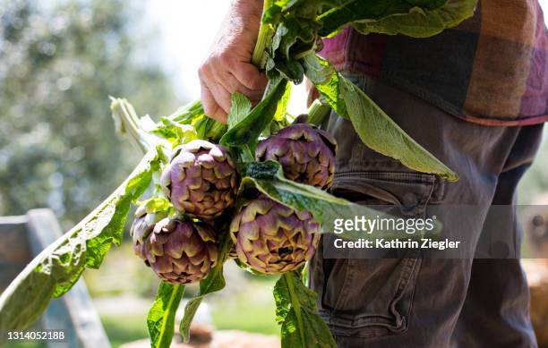 farmer holding freshly cut artichokes - artichoke stock pictures, royalty-free photos & images