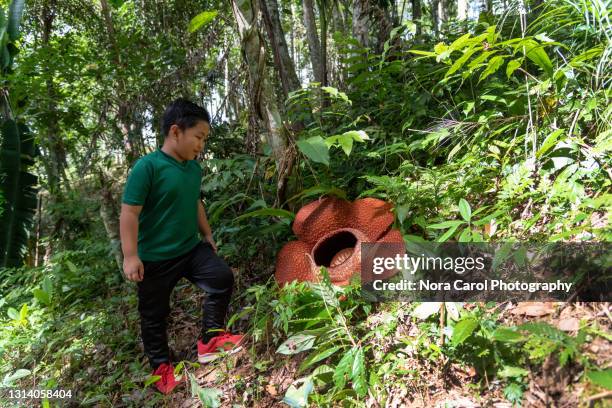 young boy looking at rafflesia flower - rafflesia - fotografias e filmes do acervo