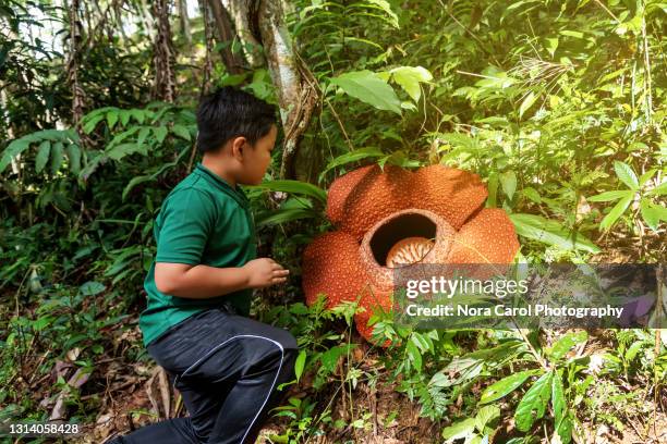 young boy looking at rafflesia flower - grootste stockfoto's en -beelden