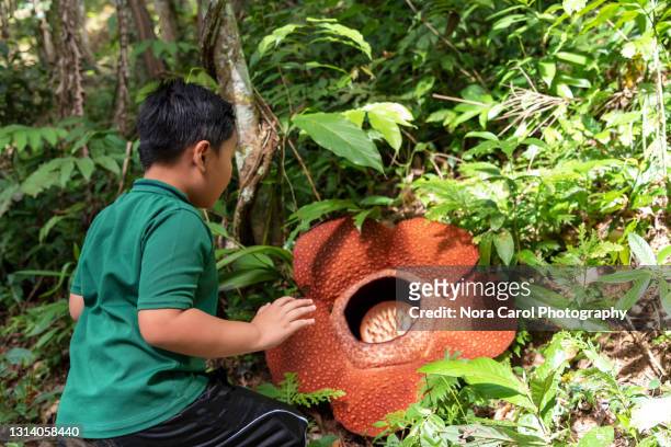 young boy and rafflesia flower - rafflesia - fotografias e filmes do acervo
