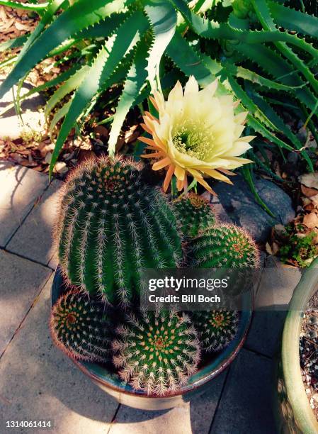 potted barrel cactus with a large flower on a backyard patio - part of a series - cactus pot stock pictures, royalty-free photos & images