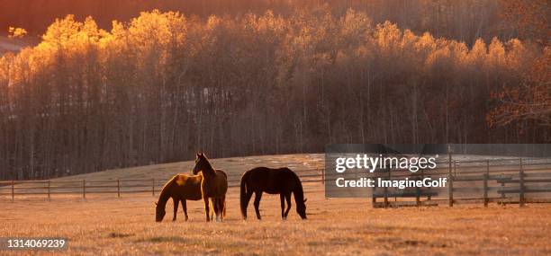 tres caballos en otoño pastando en beautiful meadow - rancho fotografías e imágenes de stock