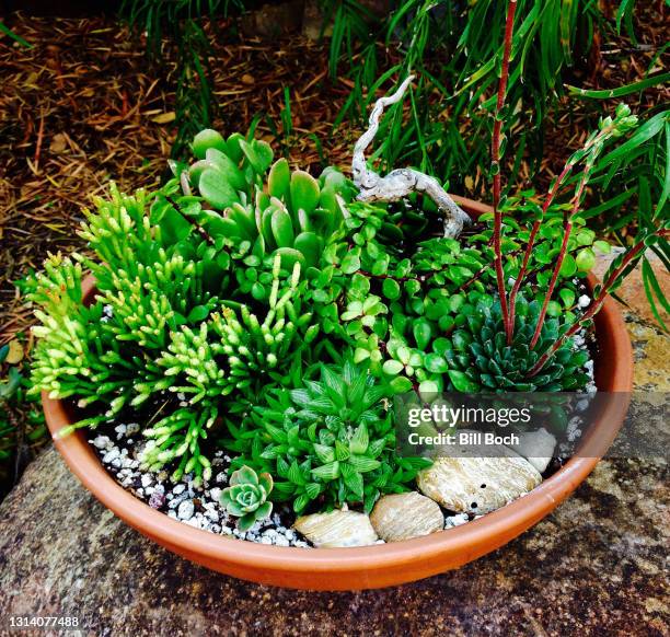 various succulent plants with decorative stones in one clay pot, in a outdoor garden, sitting on a large boulder - part of a series - watering succulent stock pictures, royalty-free photos & images