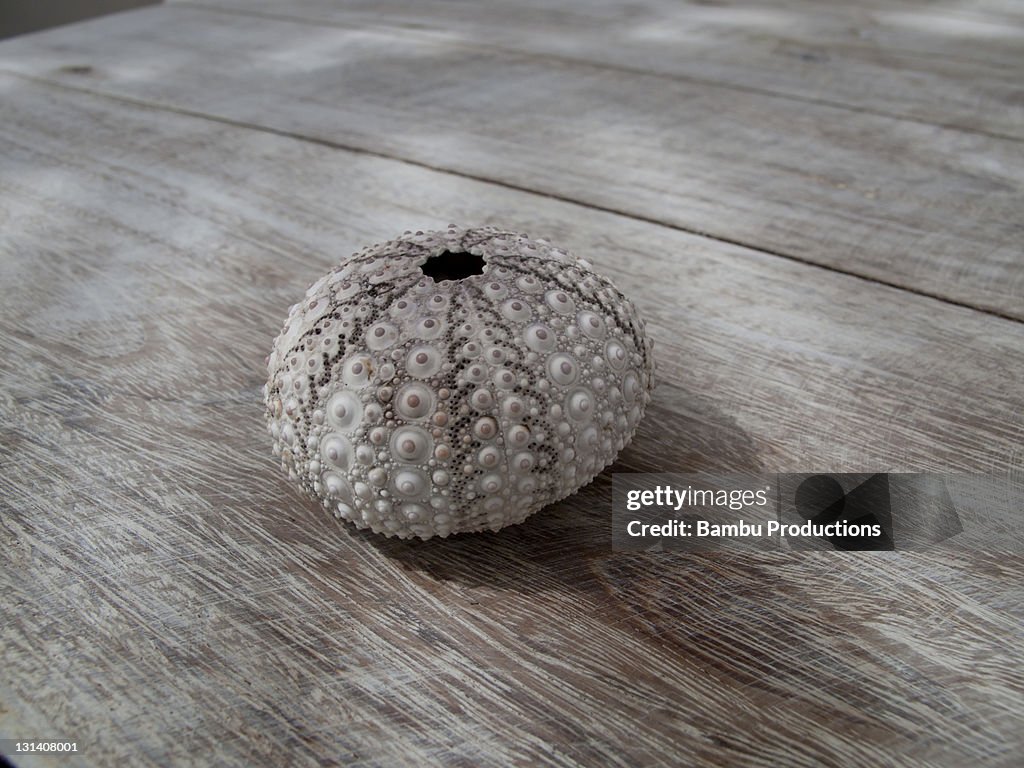 Sea ??shell on top of a wooden table