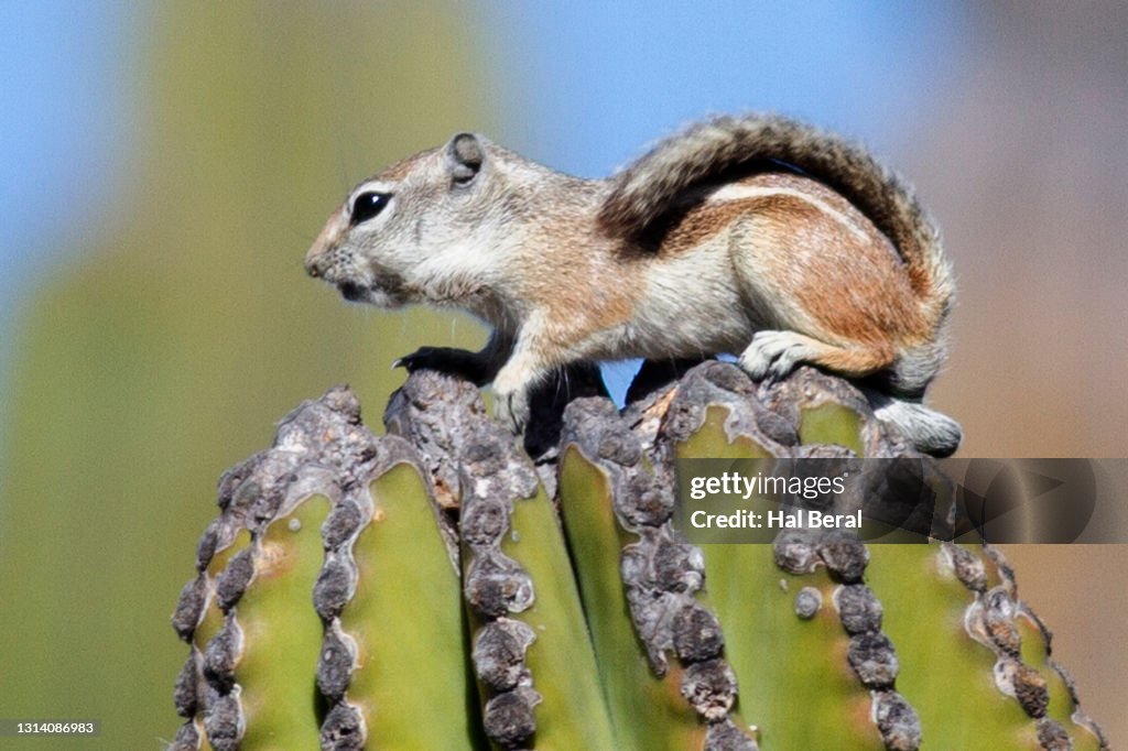 White-Tailed Antelope Squirrel