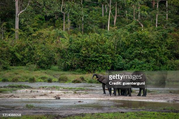 herd of african forest elephants in the rainforest, congo - zaire park stock pictures, royalty-free photos & images
