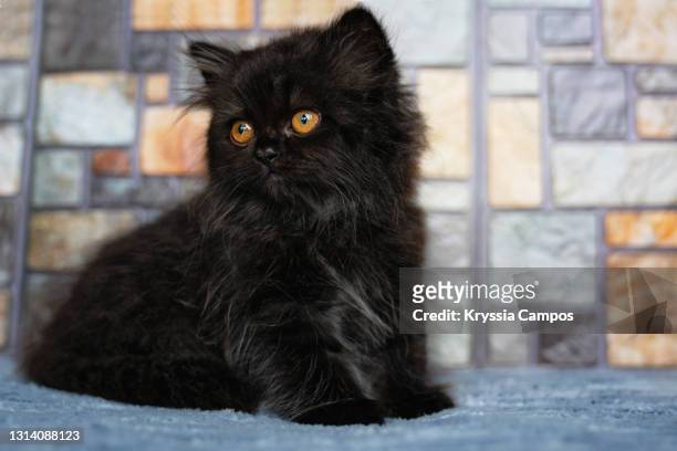 286 Black Persian Kitten Stock Photos, High-Res Pictures, and