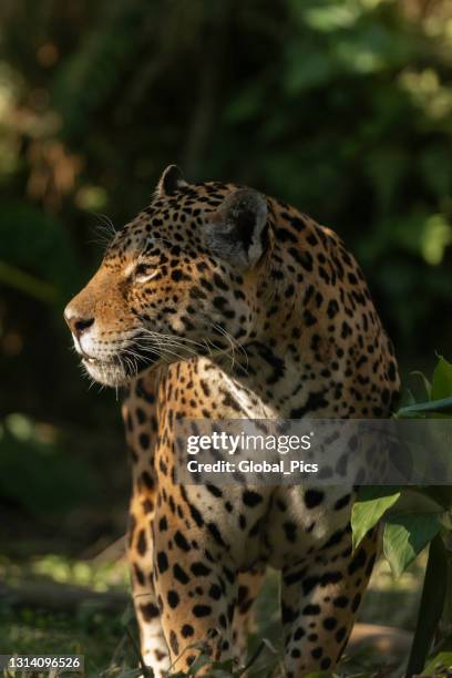 jaguar (onça pintada) - foret amazonienne photos et images de collection