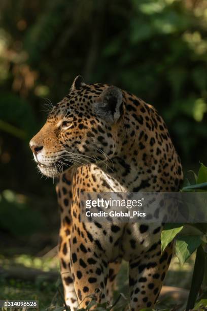 jaguar (pintada van onça) - jaguar animal stockfoto's en -beelden