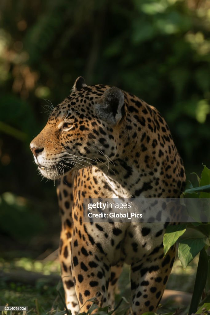 Jaguar (Onça Pintada)