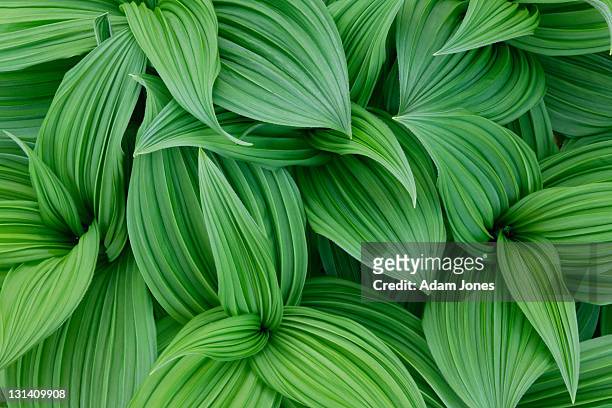 false hellebore pattern, veratrum californicum - leaf stock pictures, royalty-free photos & images