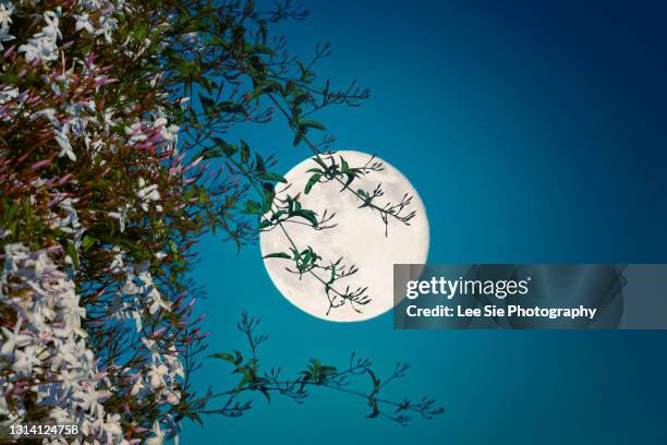 the scent of jasmine - luna llena fotografías e imágenes de stock