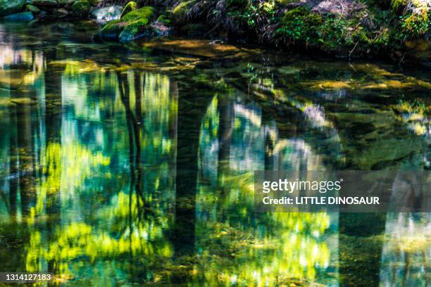 forest on the surface of the water. reflection. akame, nabari, mie, japan - tokai region stock-fotos und bilder