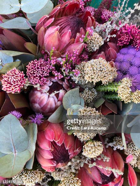 proteas - protea stock pictures, royalty-free photos & images