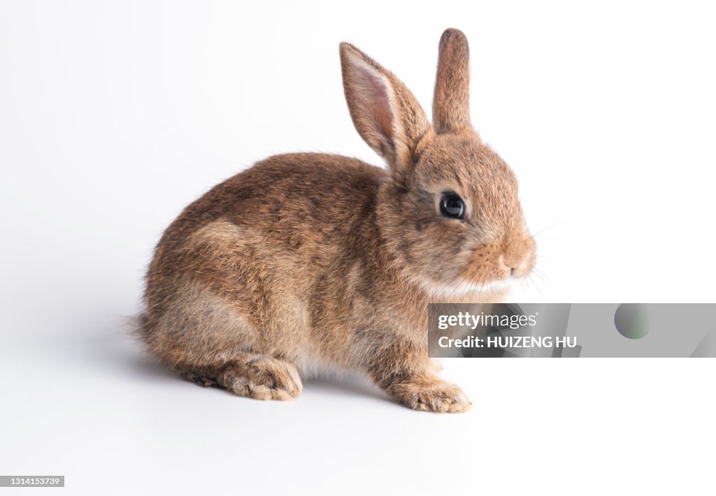 Little brown baby bunny rabbit sitting isolated on white background