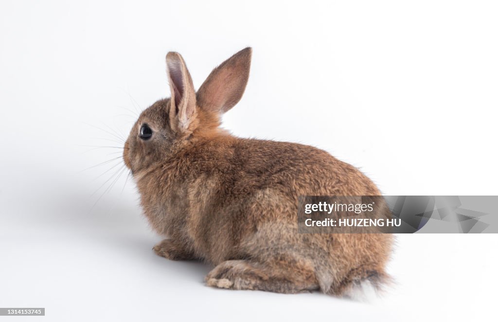 Young brown rabbit. rabbit rear view