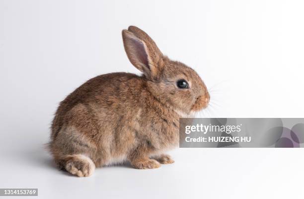 little brown baby bunny rabbit sitting isolated on white background - lagomorphs stock-fotos und bilder