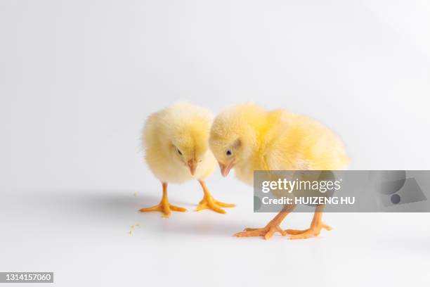 yellow chicks isolated on a white background - baby chicken stock pictures, royalty-free photos & images