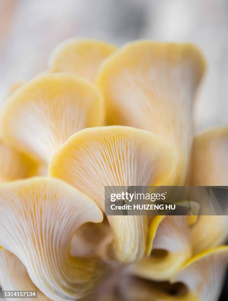 yellow oyster mushrooms on white background - schwindling stock-fotos und bilder