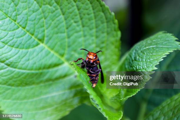 asian giant hornet (vespa mandarinia japonica), oosuzumebachi, murder hornet - japanese giant hornet stockfoto's en -beelden