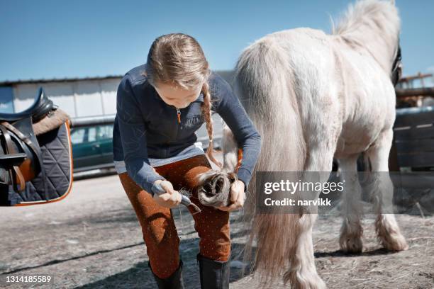 girl with her little horse - hoof stock pictures, royalty-free photos & images