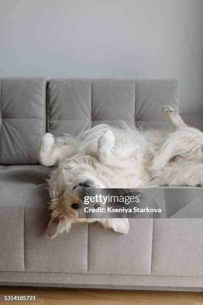 large white dog golden retriever lies upside down on a gray sofa - golden retriever bildbanksfoton och bilder