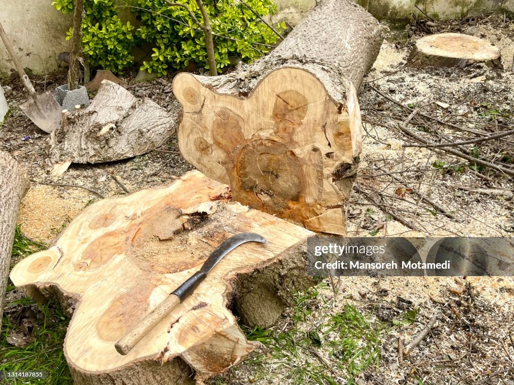 Cutting big tree