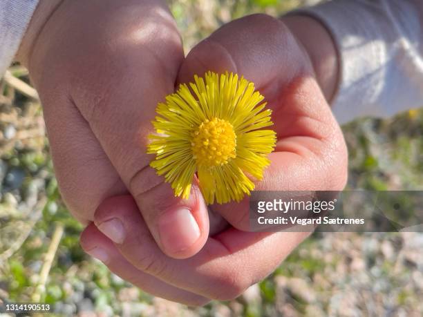 young girl is holding a coltsfoot in her hands - coltsfoot photos et images de collection