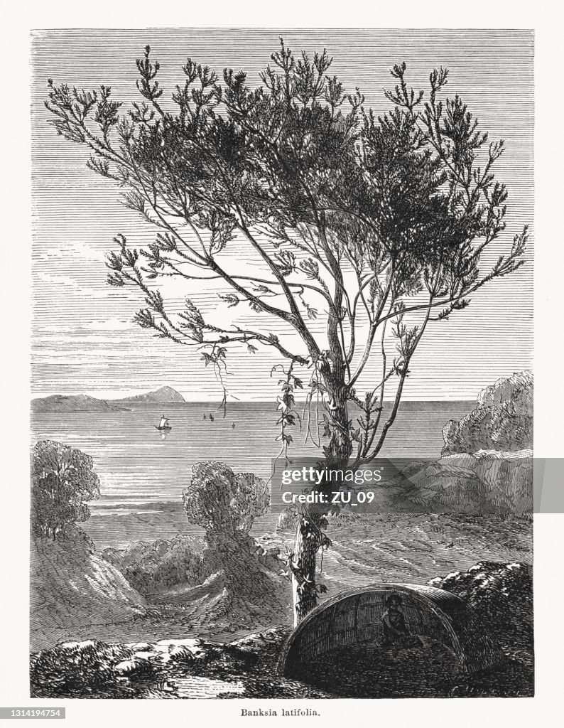 Banksia latifolia, Western Australia, wood engraving, published in 1868