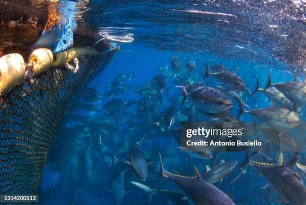 atlantic bluefin tuna industrial fishing - bluefin tuna stock pictures, royalty-free photos & images