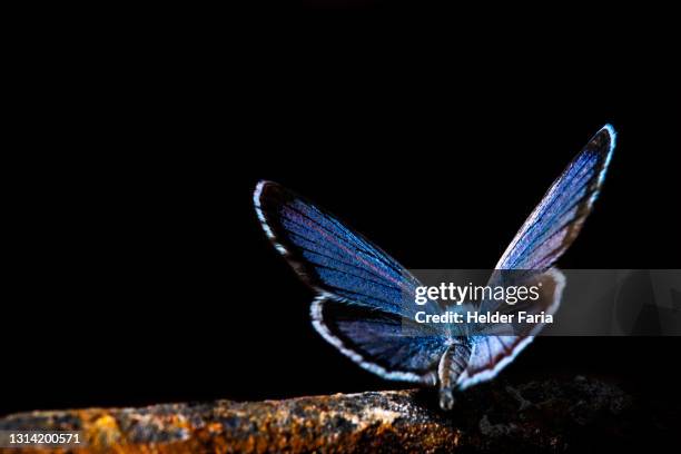 blue morpho butterfly - butterfly wings stock pictures, royalty-free photos & images