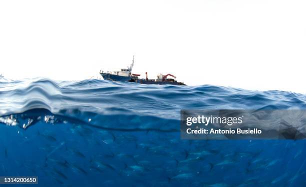 atlantic bluefin tuna industrial fishing - bluefin tuna stock pictures, royalty-free photos & images