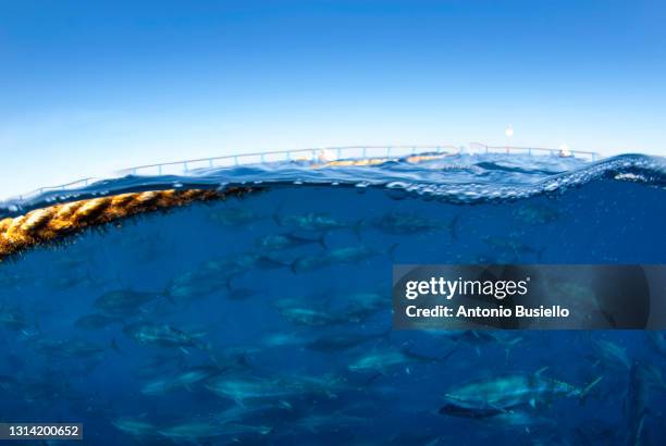 atlantic bluefin tuna industrial fishing - bluefin tuna stock pictures, royalty-free photos & images