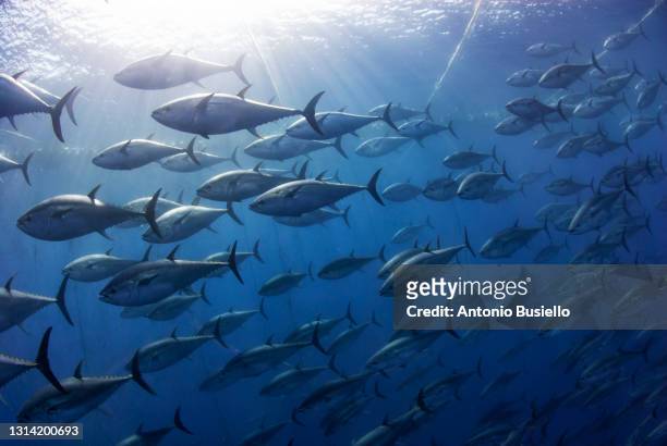 atlantic bluefin tuna industrial fishing - pesca foto e immagini stock