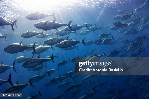 Atlantic bluefin tuna industrial fishing Atlantic bluefin tuna industrial fishing