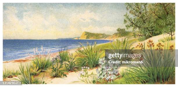 old engraved illustration of baltic sea beach plants, plants growing on the dune - palmiers stockfoto's en -beelden