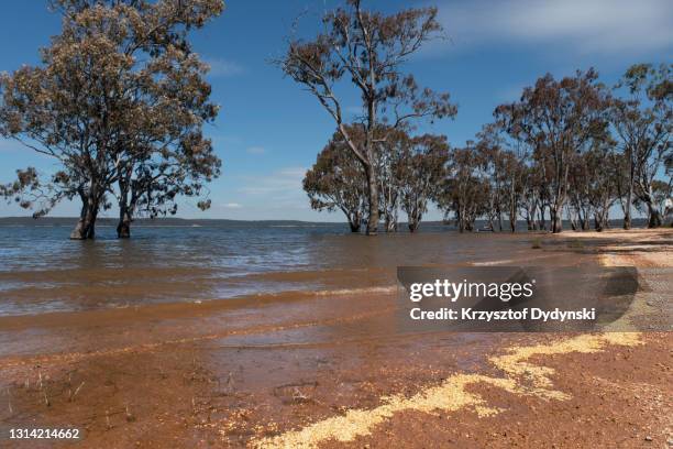 lake glenmaggie, australia - glenmaggie stock pictures, royalty-free photos & images