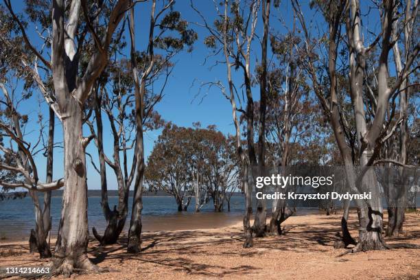 lake glenmaggie, australia - glenmaggie stock pictures, royalty-free photos & images