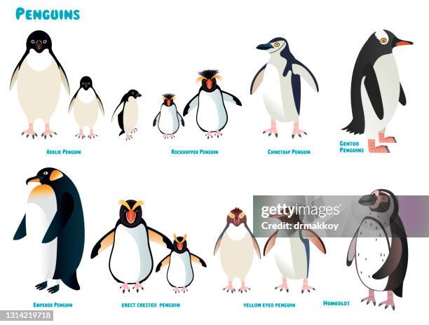 ilustraciones, imágenes clip art, dibujos animados e iconos de stock de pingüinos - chinstrap penguin