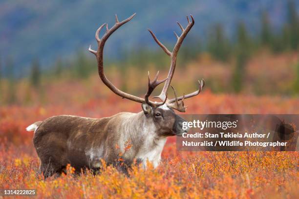 caribou in tundra male - reindeer horns stock pictures, royalty-free photos & images