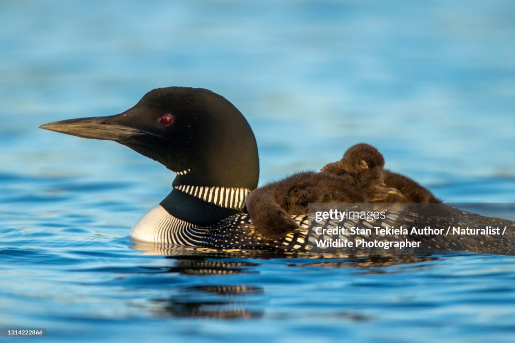 Loon Reality Common Loon On Lake With Young Feeding Sunset Riding On Back High-Res ...