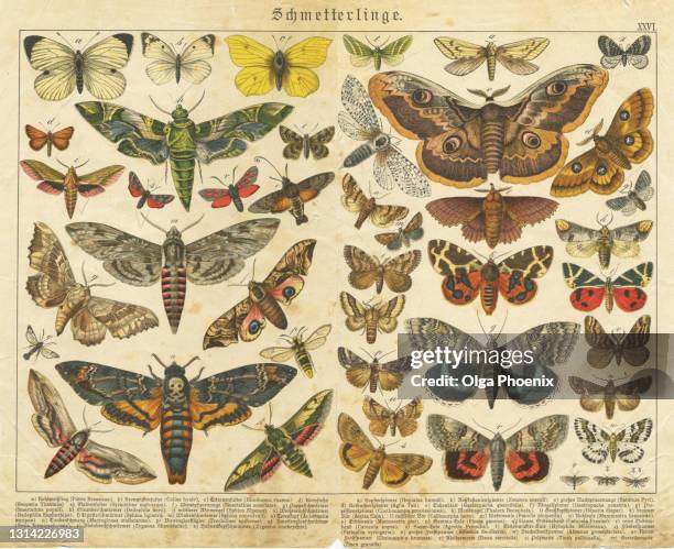 a sheet of very rare watercolor victorian lithography depicting butterflies - クロモリトグラフ ストックフォトと画像