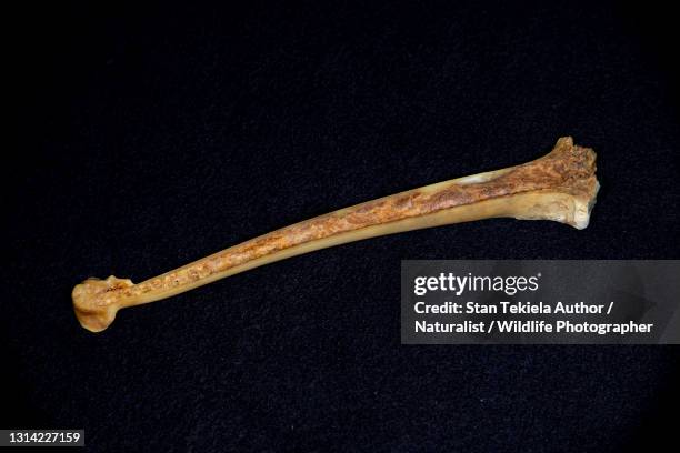 hollow bird bone, leg bone hollow interior, interior of bone - hollow stockfoto's en -beelden