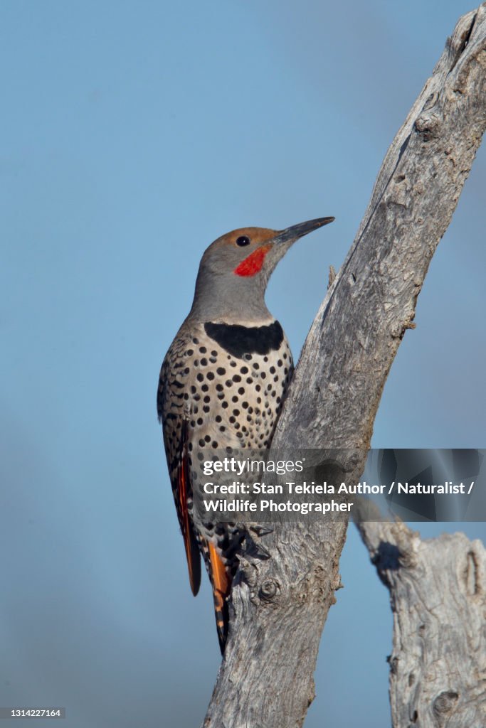 Northern Flicker male, red shafted, western