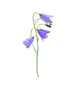 Lilac bellflower isolated on a white background