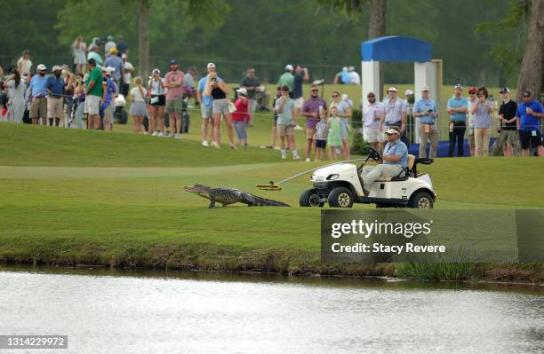 An alligator is chased off of the 17th hole during the third round of the Zurich Classic of New Orleans at TPC Louisiana on April 24, 2021 in New...