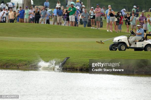 An alligator is chased off of the 17th hole during the third round of the Zurich Classic of New Orleans at TPC Louisiana on April 24, 2021 in New...
