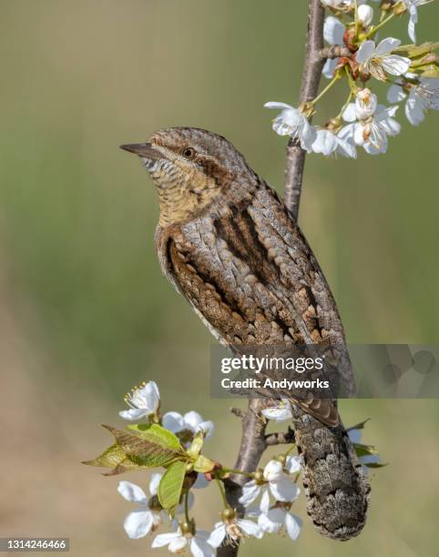 507 Eurasian Wryneck Stock Photos, High-Res Pictures, and Images