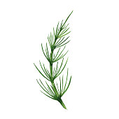 Horsetail field isolated on white background. Watercolor hand drawn illustration Equisetum. Perfect for medical and cosmetic herb design.