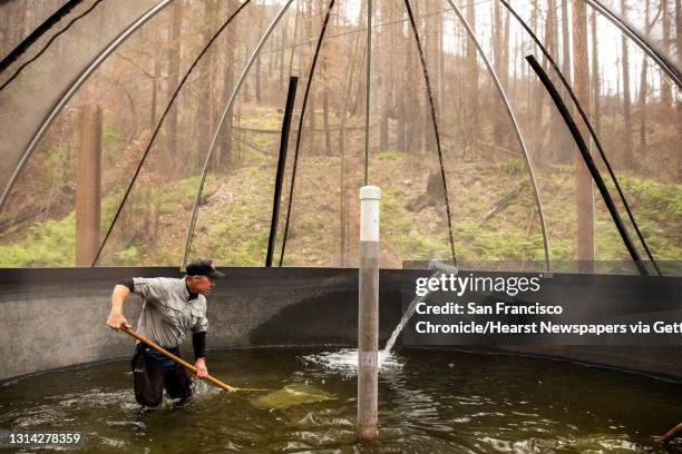 Mark Galloway of Kingfisher Flat Hatchery stands in a covered tank surrounded by trees charred by the CZU Complex Fire as he works to wrangle...